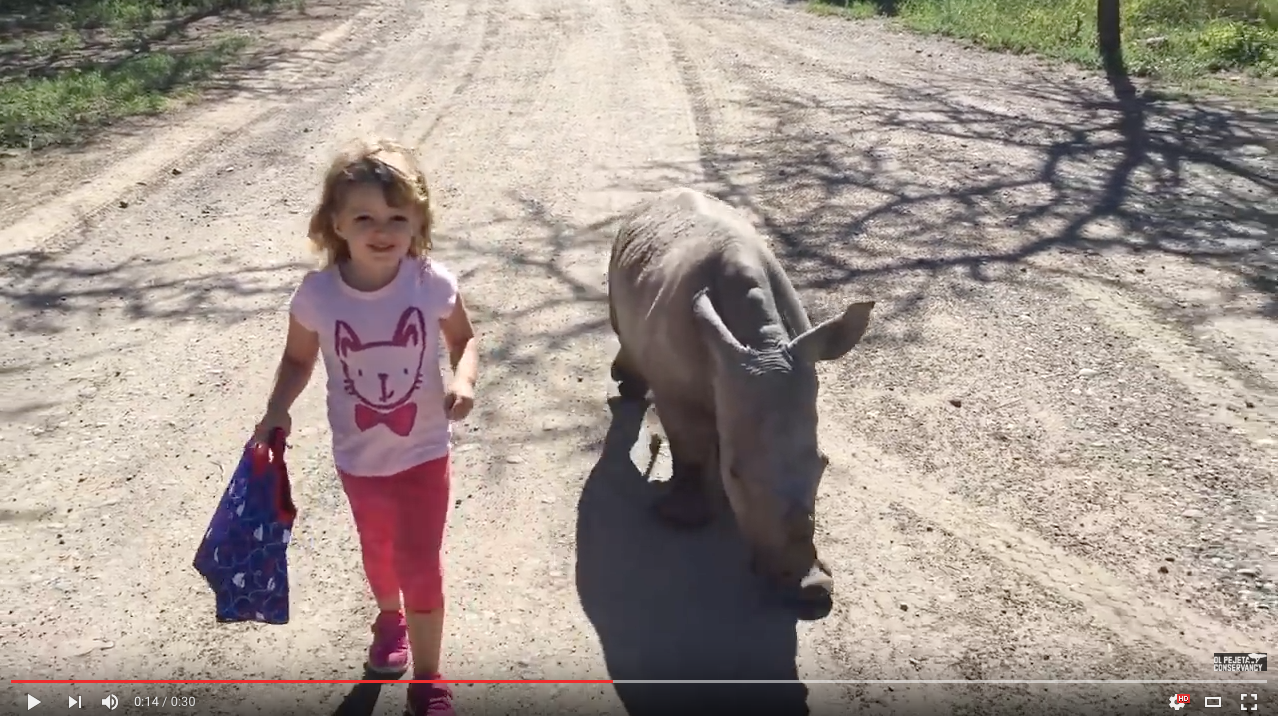 TRENDING NOW: Taking a walk with a baby rhino, no biggie | iNFOnews.ca