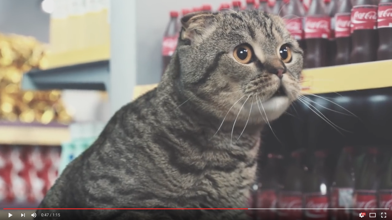 TRENDING NOW: Meme cats star in TV commercial | iNFOnews.ca TRENDING NOW: Meme cats star in TV commercial | iNFOnews.ca