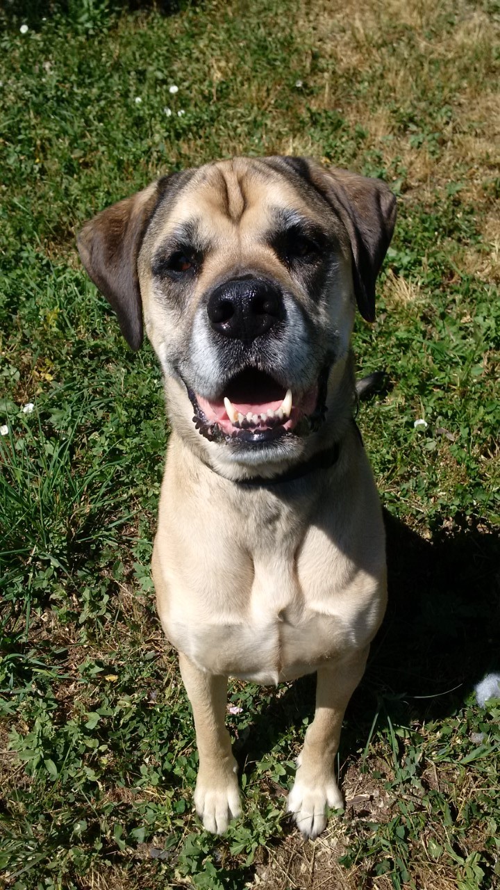 Looking for a forever home; Vernon SPCA pet of the week | iNFOnews.ca