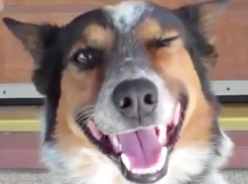 Best trained dog you'll ever see | iNFOnews.ca