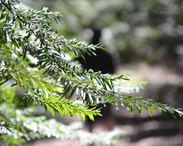 Group encounters man with loaded gun in remote Lumby wilderness | iNFOnews.ca