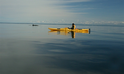 Slowing down ships saves whales, UBCO researcher says | iNFOnews.ca