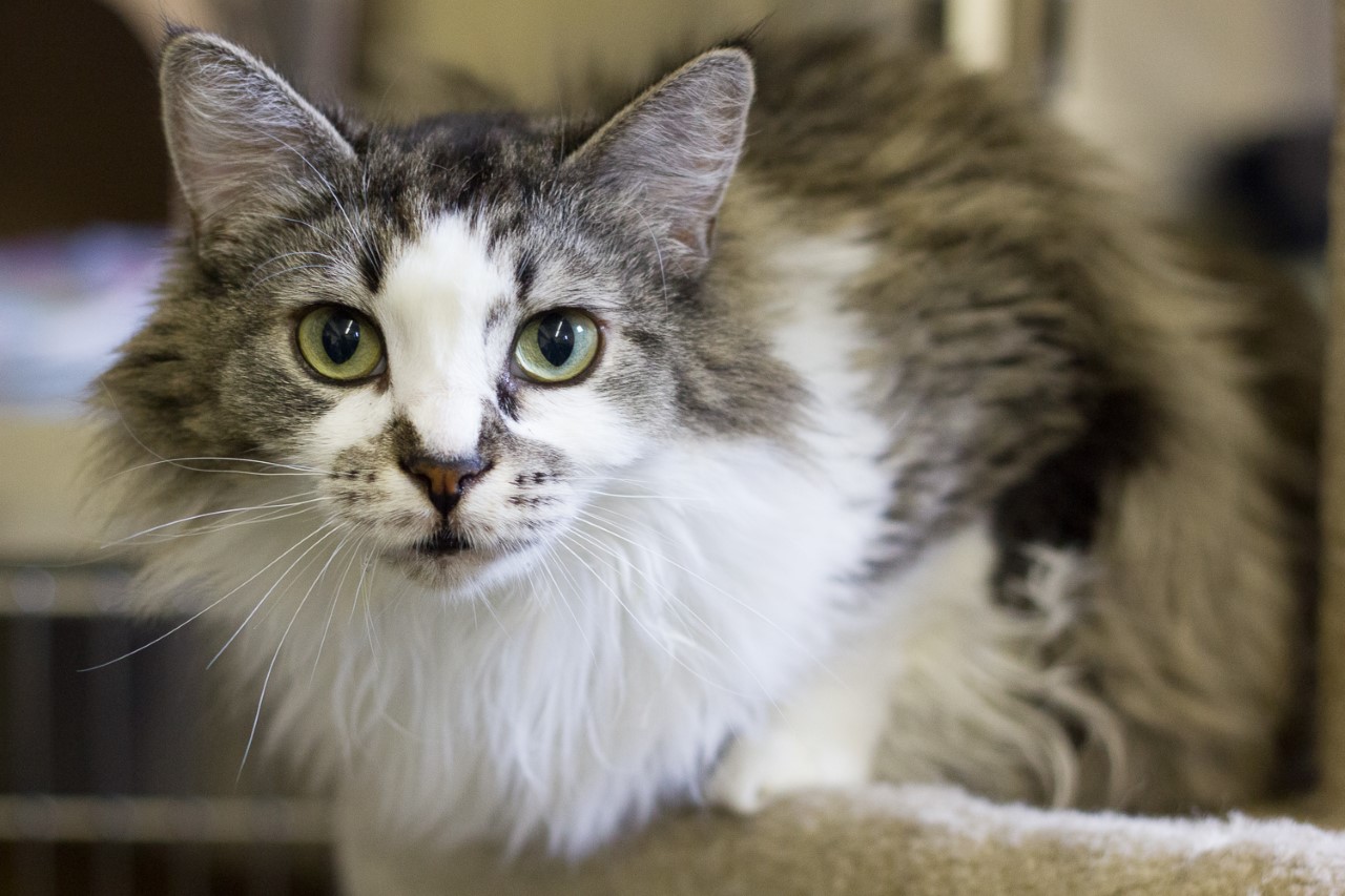 Looking for a forever home; Vernon SPCA pet of the week | iNFOnews.ca