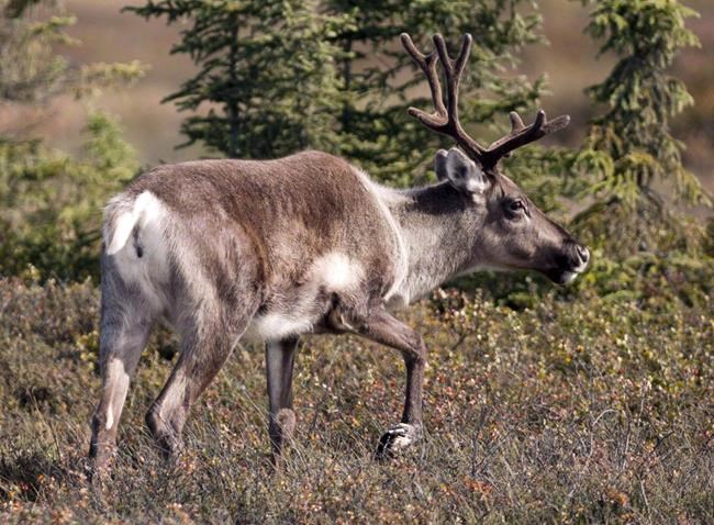 Facebook-fuelled caribou trade raises concerns in Nunavut | iNFOnews.ca Facebook-fuelled caribou trade raises concerns in Nunavut | iNFOnews.ca