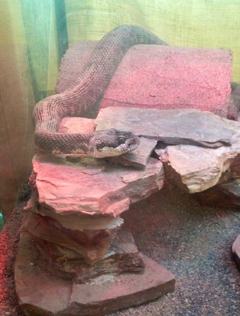 Snakes in a park sure to send parents screaming | iNFOnews.ca Snakes in a park sure to send parents screaming | iNFOnews.ca