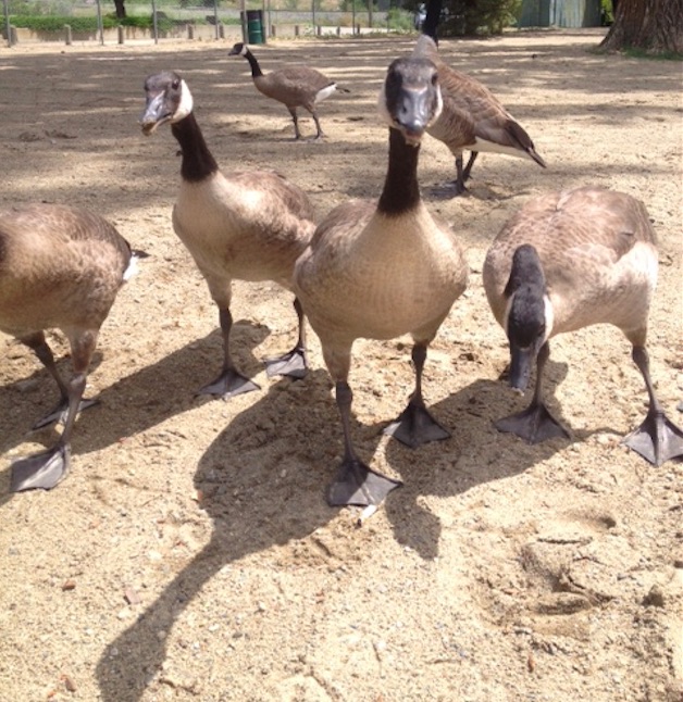Feeding geese could earn you a fine, or an angry hiss | iNFOnews.ca