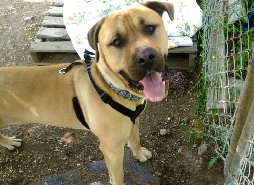 Looking for a forever home; Vernon SPCA pet of the week | iNFOnews.ca