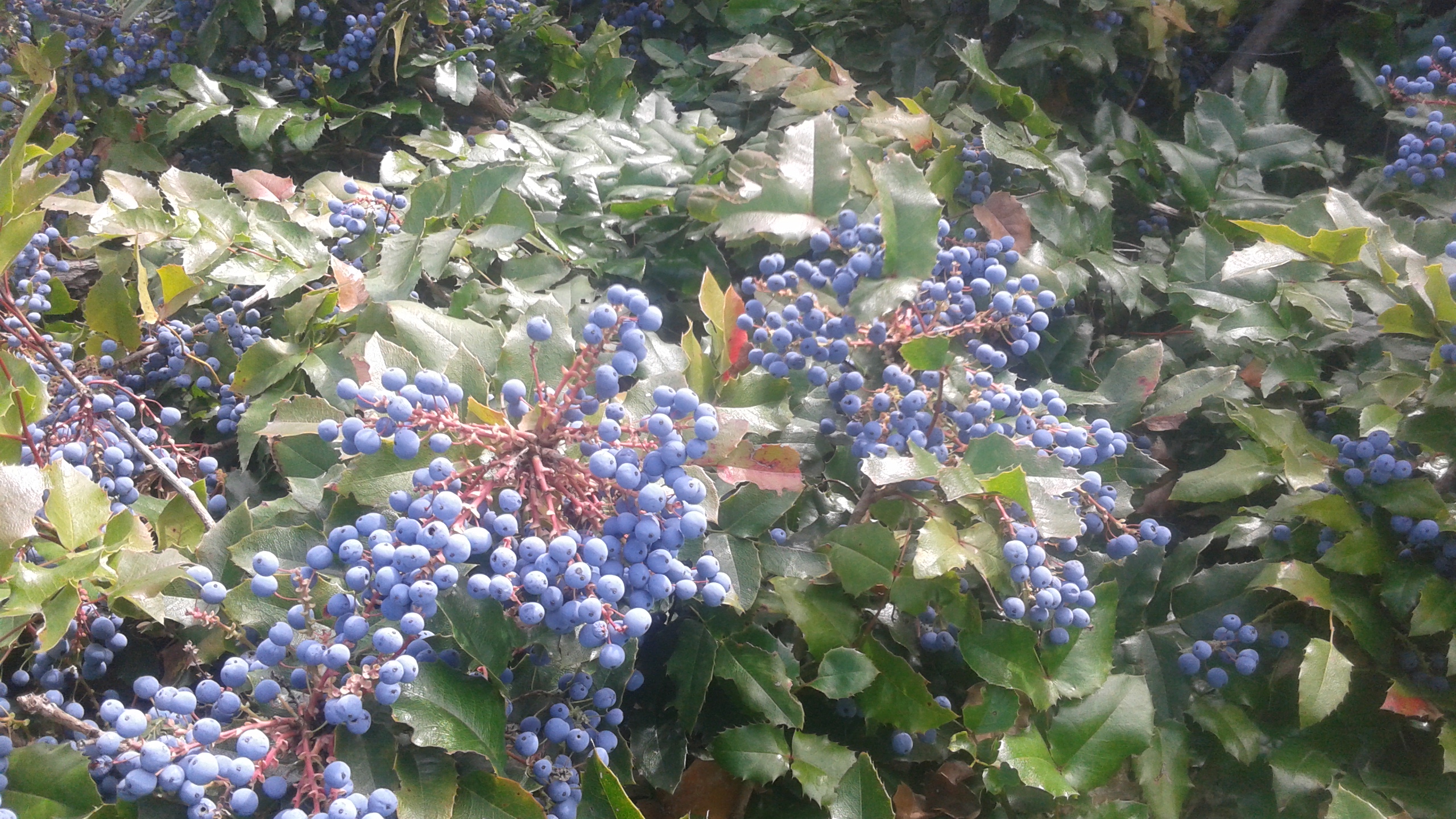 MORAN: Wild berries you can eat right now | iNFOnews.ca