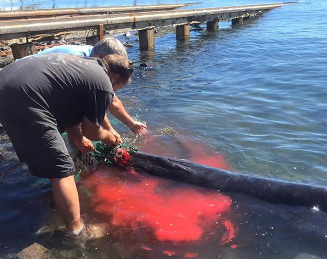 Tangled whale came to downtown waterfront looking for help, rescuer says | iNFOnews.ca