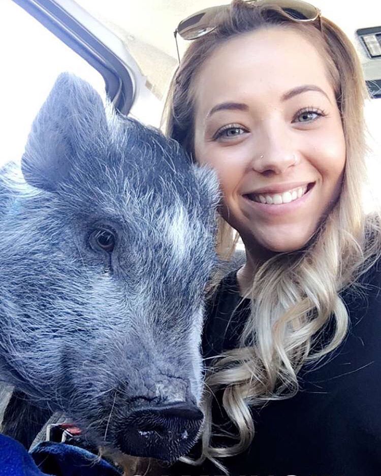 Pet micro-pig considered a prohibited farm animal in Vernon | iNFOnews.ca