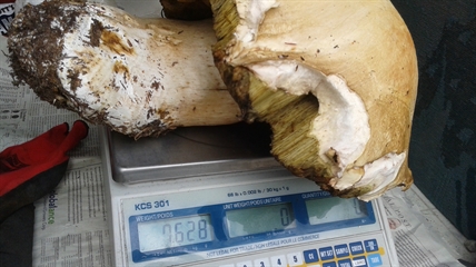 MORAN: Perfect conditions for fungi in the forests | iNFOnews.ca MORAN: Perfect conditions for fungi in the forests | iNFOnews.ca