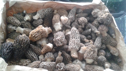 MORAN: Perfect conditions for fungi in the forests | iNFOnews.ca MORAN: Perfect conditions for fungi in the forests | iNFOnews.ca