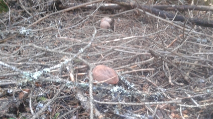 MORAN: Perfect conditions for fungi in the forests | iNFOnews.ca MORAN: Perfect conditions for fungi in the forests | iNFOnews.ca