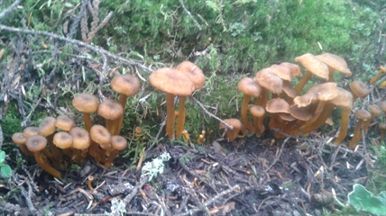 MORAN: Perfect conditions for fungi in the forests | iNFOnews.ca MORAN: Perfect conditions for fungi in the forests | iNFOnews.ca