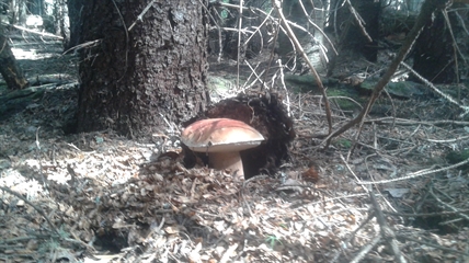 MORAN: Perfect conditions for fungi in the forests | iNFOnews.ca MORAN: Perfect conditions for fungi in the forests | iNFOnews.ca