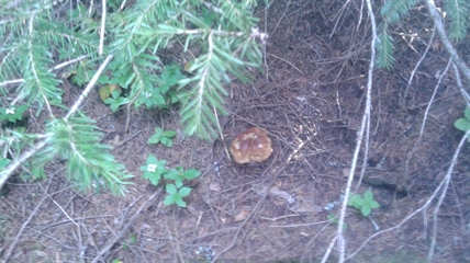 MORAN: Perfect conditions for fungi in the forests | iNFOnews.ca MORAN: Perfect conditions for fungi in the forests | iNFOnews.ca