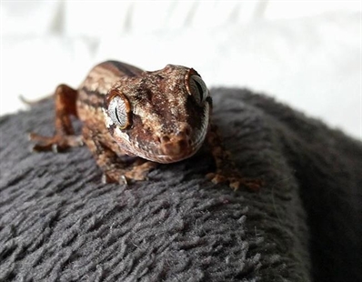 WestJet finds lost gecko, owner wants airline to change policy on cabin access | iNFOnews.ca