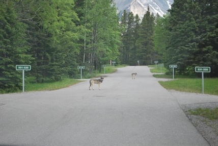 Parks Canada kills another wolf in Banff area that was entering campgrounds | iNFOnews.ca