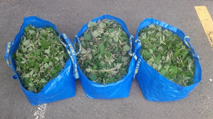 MORAN: Harvesting and cooking edible, wild plants | iNFOnews.ca MORAN: Harvesting and cooking edible, wild plants | iNFOnews.ca