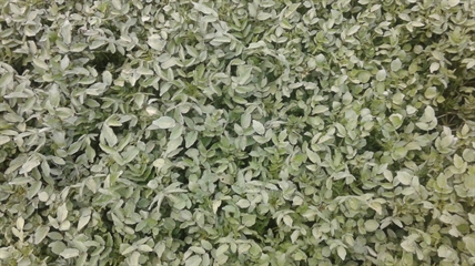 MORAN: Harvesting and cooking edible, wild plants | iNFOnews.ca MORAN: Harvesting and cooking edible, wild plants | iNFOnews.ca