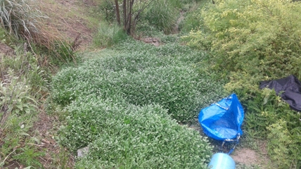 MORAN: Harvesting and cooking edible, wild plants | iNFOnews.ca MORAN: Harvesting and cooking edible, wild plants | iNFOnews.ca