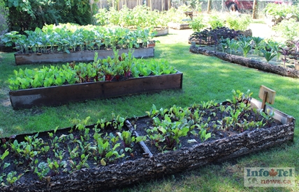 Resident donates backyard for community garden | iNFOnews.ca