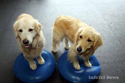 Boot camp for canines | iNFOnews.ca