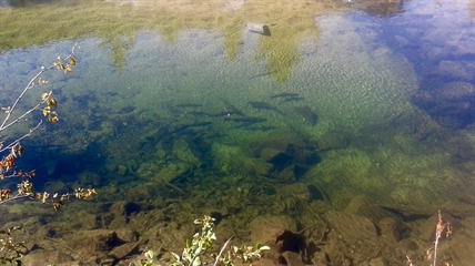 MORAN: Best produce in the world surrounds you in the woods and meadows | iNFOnews.ca MORAN: Best produce in the world surrounds you in the woods and meadows | iNFOnews.ca