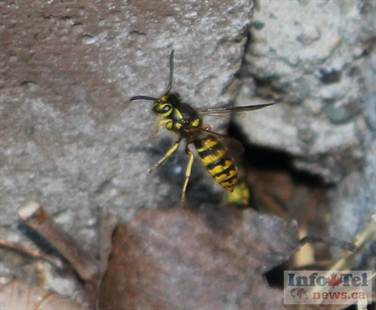 Tourists invade beaches, earwigs invade homes | iNFOnews.ca
