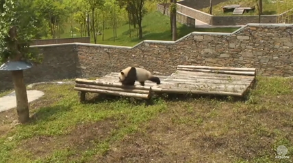 TRENDING NOW: Tiny rolling panda | iNFOnews.ca TRENDING NOW: Tiny rolling panda | iNFOnews.ca