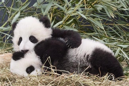 Cuddly but costly: Nenshi seeks federal funding for Calgary Zoo panda exhibit | iNFOnews.ca Cuddly but costly: Nenshi seeks federal funding for Calgary Zoo panda exhibit | iNFOnews.ca