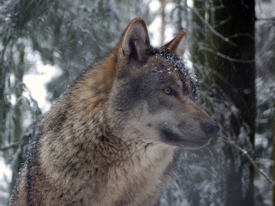 What to do about Okanagan wolves? | iNFOnews.ca