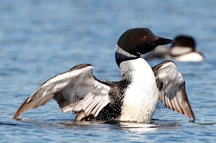 Canadians pick common loon as favourite to become country's national bird | iNFOnews.ca Canadians pick common loon as favourite to become country's national bird | iNFOnews.ca