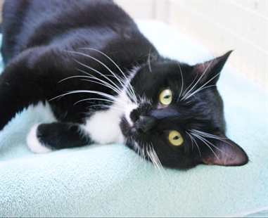 Looking for a forever home; Kamloops SPCA pet of the week | iNFOnews.ca Looking for a forever home; Kamloops SPCA pet of the week | iNFOnews.ca