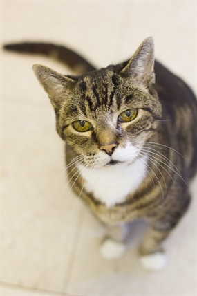 Looking for a forever home; Vernon SPCA pet of the week | iNFOnews.ca Looking for a forever home; Vernon SPCA pet of the week | iNFOnews.ca