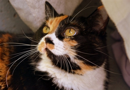 Looking for a forever home; Penticton SPCA pet of the week | iNFOnews.ca Looking for a forever home; Penticton SPCA pet of the week | iNFOnews.ca