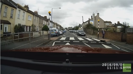 TRENDING NOW: This cat is the best pedestrian | iNFOnews.ca TRENDING NOW: This cat is the best pedestrian | iNFOnews.ca