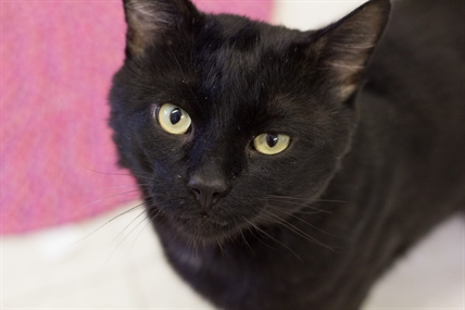 Looking for a forever home; Vernon SPCA pet of the week | iNFOnews.ca