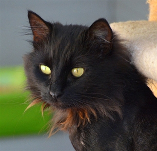 Looking for a forever home; Penticton SPCA pet of the week | iNFOnews.ca