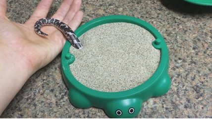 TRENDING NOW: Little snake gets a new toy | iNFOnews.ca