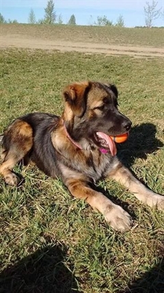 SPCA is investigating 14 dog deaths at Saskatoon boarding kennel over weekend | iNFOnews.ca SPCA is investigating 14 dog deaths at Saskatoon boarding kennel over weekend | iNFOnews.ca