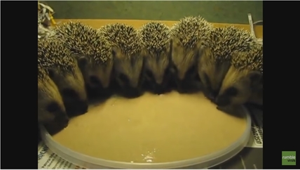 TRENDING NOW: Young hedgehogs having dinner | iNFOnews.ca TRENDING NOW: Young hedgehogs having dinner | iNFOnews.ca
