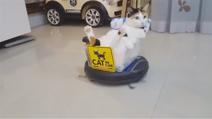 TRENDING NOW: Cat with the coolest ride | iNFOnews.ca