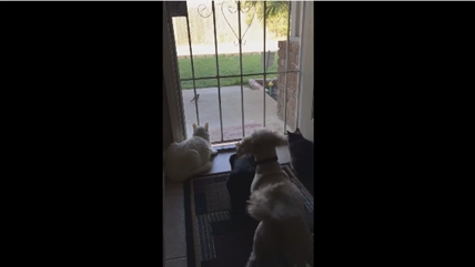 TRENDING NOW: Definition of scaredy cats | iNFOnews.ca