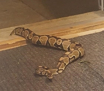 Metre-long boa constrictor tests police response in Chilliwack, B.C. | iNFOnews.ca Metre-long boa constrictor tests police response in Chilliwack, B.C. | iNFOnews.ca