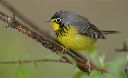 'Quite alarming:' Report finds skies quieter by 1.5 billion fewer birds | iNFOnews.ca