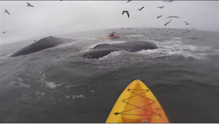 TRENDING NOW: Humpback whales interrupt kayaker | iNFOnews.ca TRENDING NOW: Humpback whales interrupt kayaker | iNFOnews.ca