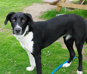 Looking for a forever home; Kamloops SPCA pet of the week | iNFOnews.ca