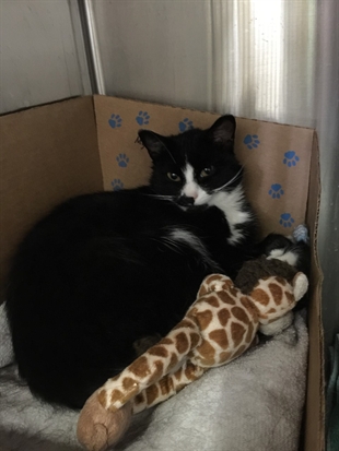 Looking for a forever home; Vernon SPCA pet of the week | iNFOnews.ca