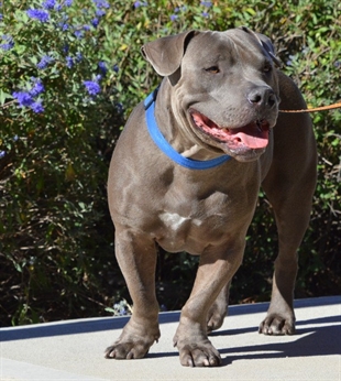 Looking for a forever home; Penticton SPCA pet of the week | iNFOnews.ca